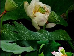 -厦门园林博览苑