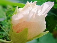 -莲花山公园