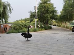 -天津东丽湖风景区