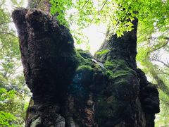 -来宫神社