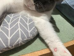 -CAT’S MEWSTAR CAFE·喵星球猫屋(晴湾咖啡店)