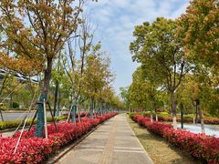 -春花秋色城市公园