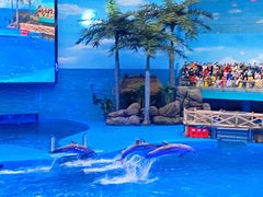 -海合安成都极地海洋公园