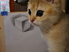 -猫大福·Fortune Cat猫舍(百子湾店)
