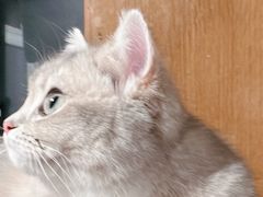 -欣宠猫屋·矮脚拿破仑·蓝金金渐层