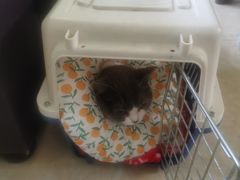 -凯特喵百思猫专科医院