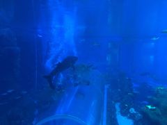 -成都浩海立方海洋公园