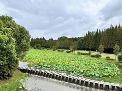 -宜兴龙背山森林公园