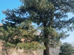 -秦岭终南山世界地质公园翠华山景区