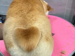 -宠福鑫康馨动物医院·骨科·眼科