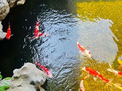 -鲤院·新中式美学·庭院餐厅(夫子庙店)