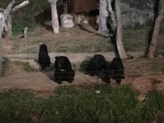 -清迈夜间动物园