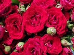 -昆明国际花卉拍卖交易中心