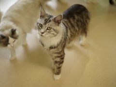 -猫在这儿猫咪咖啡馆·撸猫馆