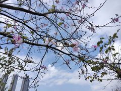 -聚龙山公园