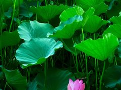 -保定东湖公园(莲池区)