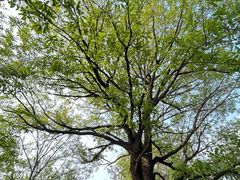 -素山寺森林公园