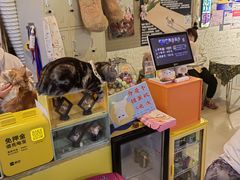 -平行世界·猫咖(首经贸店)