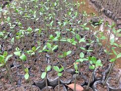 -东寨港红树林旅游区