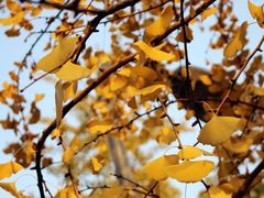 -四川大学(华西校区)