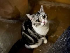 -猫猫幼稚园·撸猫·桌游·电玩