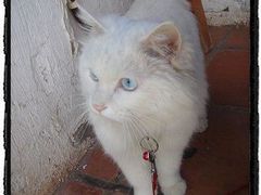 -Babycat私家御饼屋(龙头路一店)