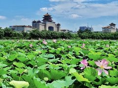 -莲花池公园