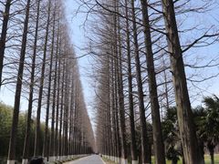 -黄海国家森林公园