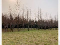 -洨河生态公园