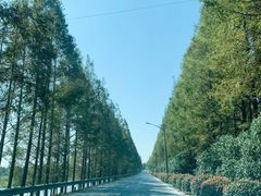 -上海海湾国家森林公园