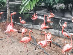 -清迈夜间动物园