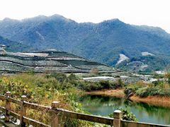 -龙坞茶村