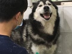 -酷狗靓猫宠物·洗护·美容·寄养(航北路店)