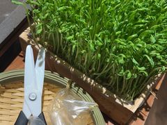 活体豌豆苗-捞王锅物料理(上海世茂广场店)