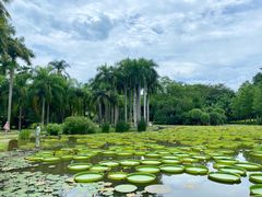 -中国科学院西双版纳热带植物园