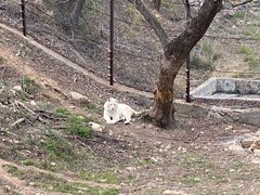 -青岛森林野生动物世界