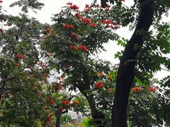 -深圳国际园林花卉博览园