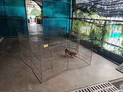 -柴犬高等学院·狗咖·柴犬售卖·宠物训练