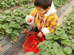 -喜杨洋草莓采摘园