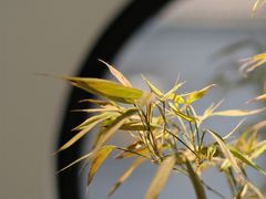 -古耳咖啡(北锣店)