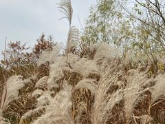 -盐城丹顶鹤湿地生态旅游区