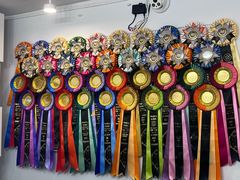 -青奢宠物·青奢猫舍