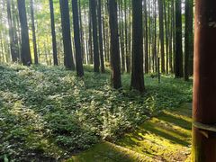 -武陵山森林公园
