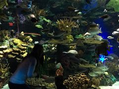-瑞普利水族馆