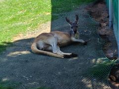 -西霞口神雕山野生动物世界