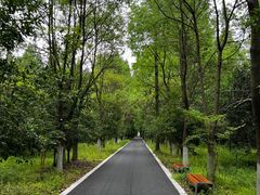 -东平国家森林公园