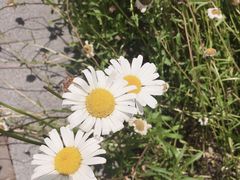 -映月湖中央公园