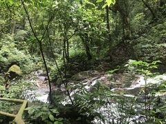 -莫里热带雨林景区