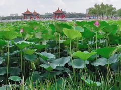 -长春市南湖公园