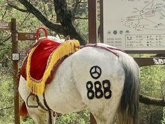 -胖子鱼·油泼甘谷辣子炝活鱼(秦州407店)